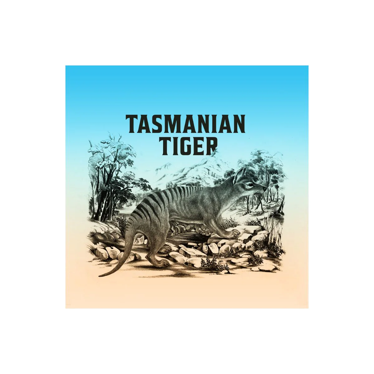 Tasmanian Tiger 2026 $1 Gold-plated 1oz Silver Black Proof Coin - Image 4